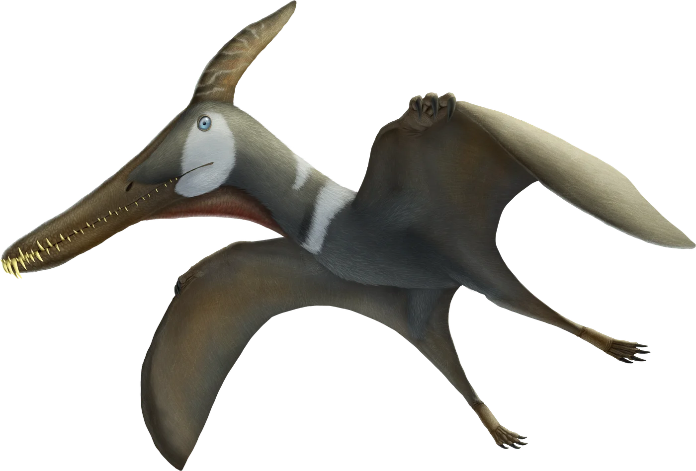 Ludodactylus