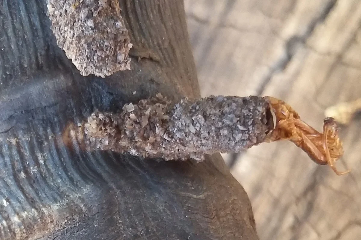 Ceratophaga vastella