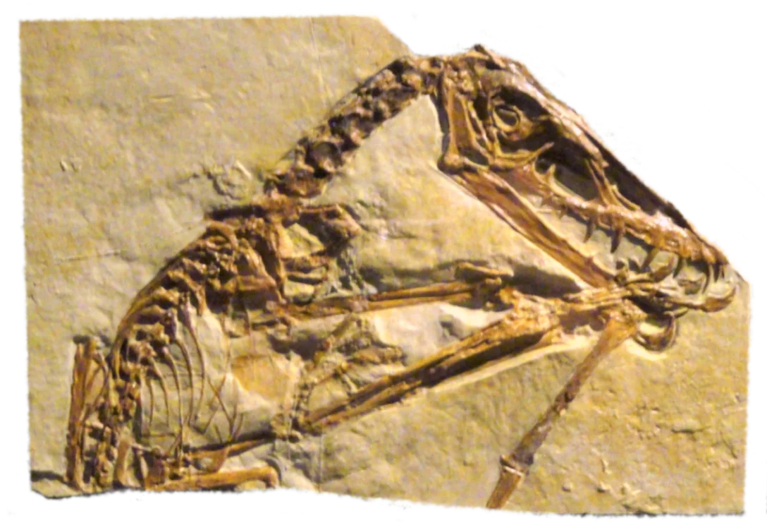 A Scaphognathus fossil preserved in rock