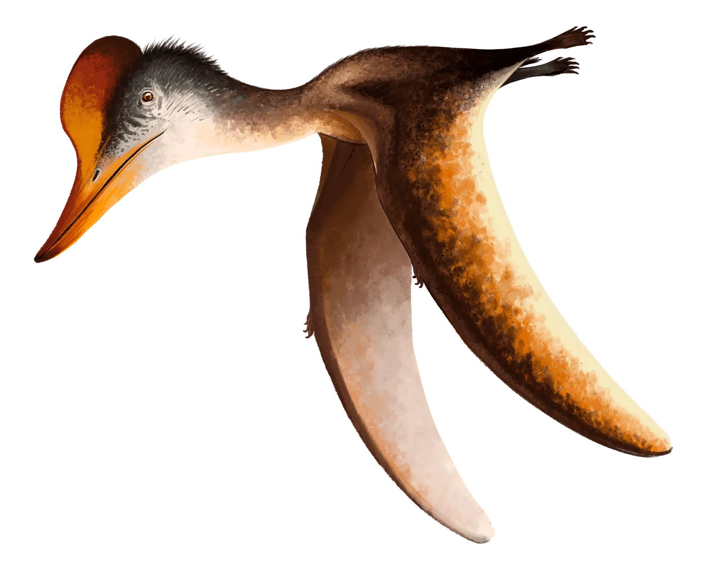 Kepodactylus