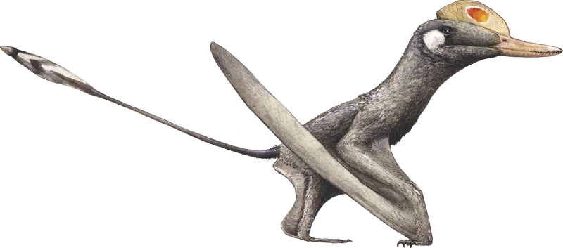 Kunpengopterus