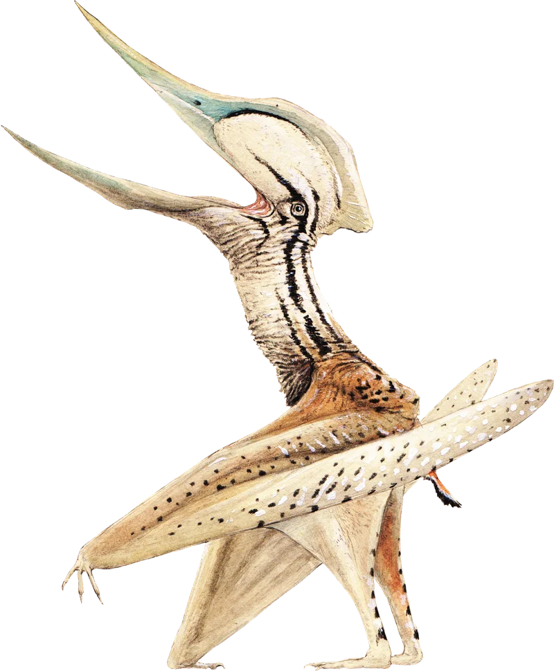 Chaoyangopterus