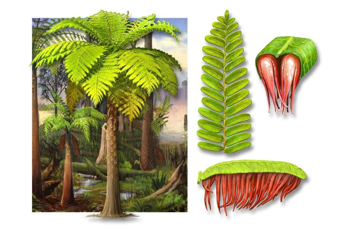 Artistic reconstruction of the new species, Acitheca murphyi