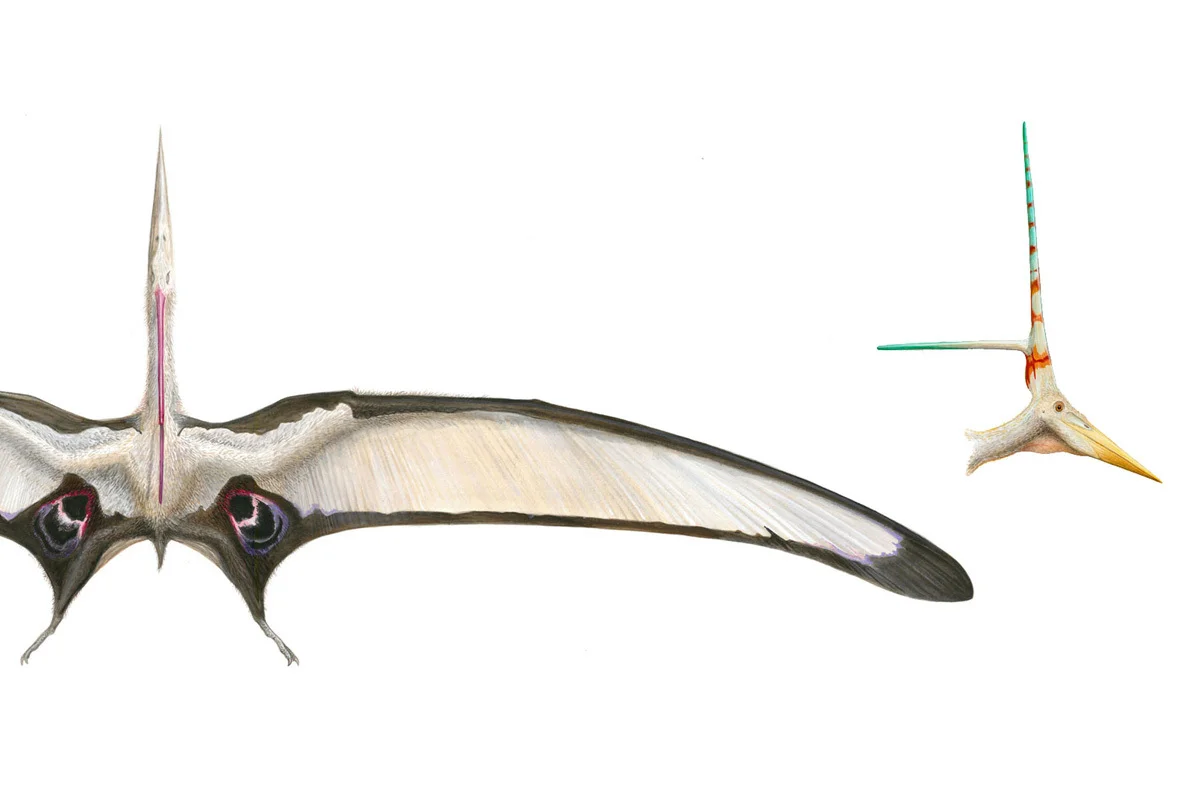 Nyctosaurus head