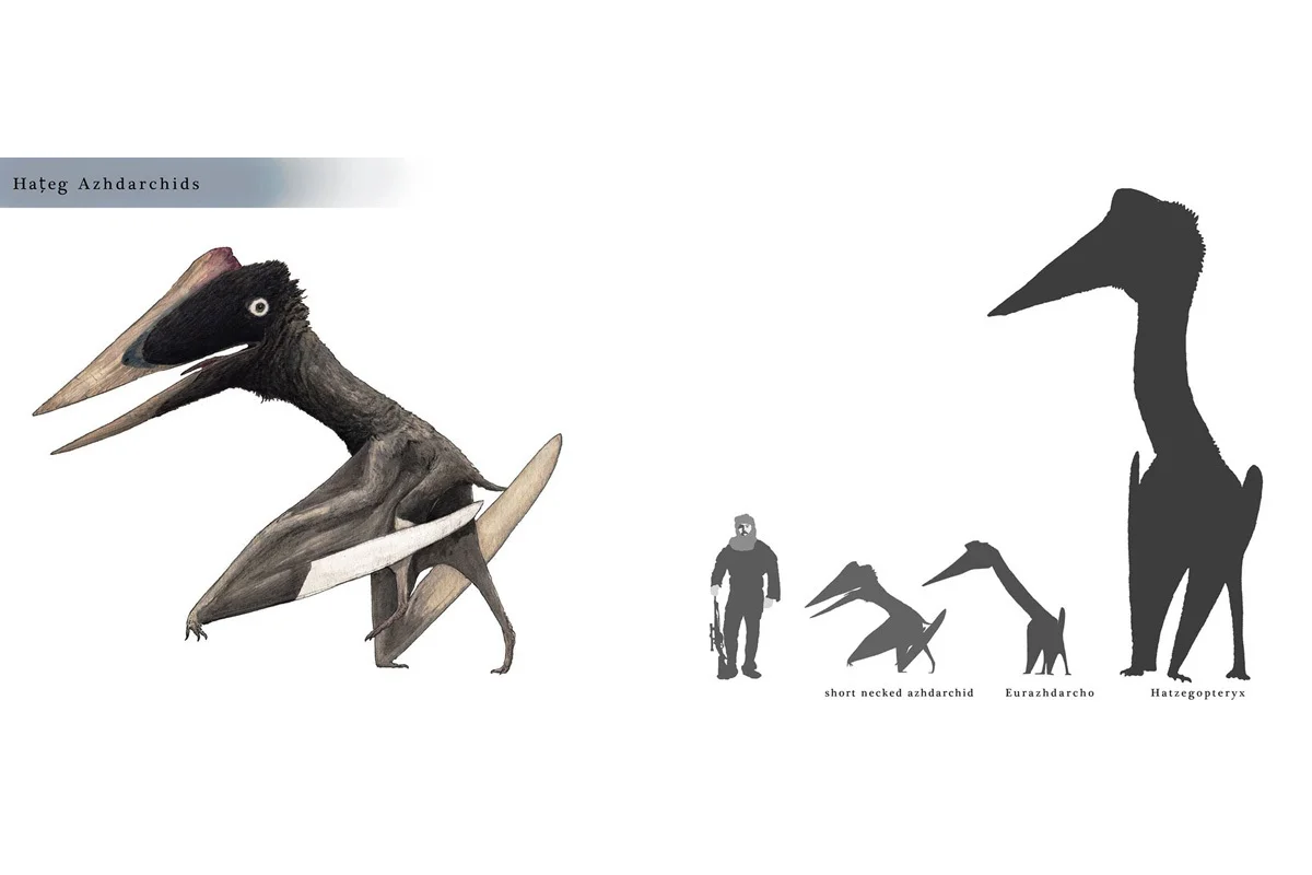 Hateg azhdarchid comparison