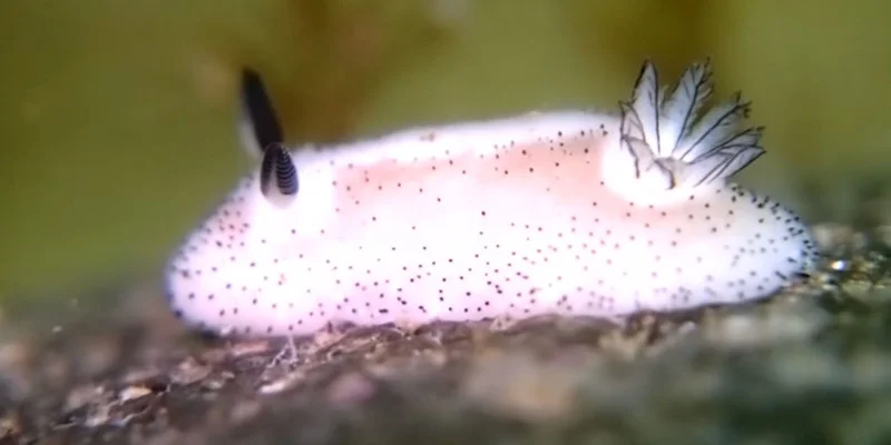 Jorunna parva