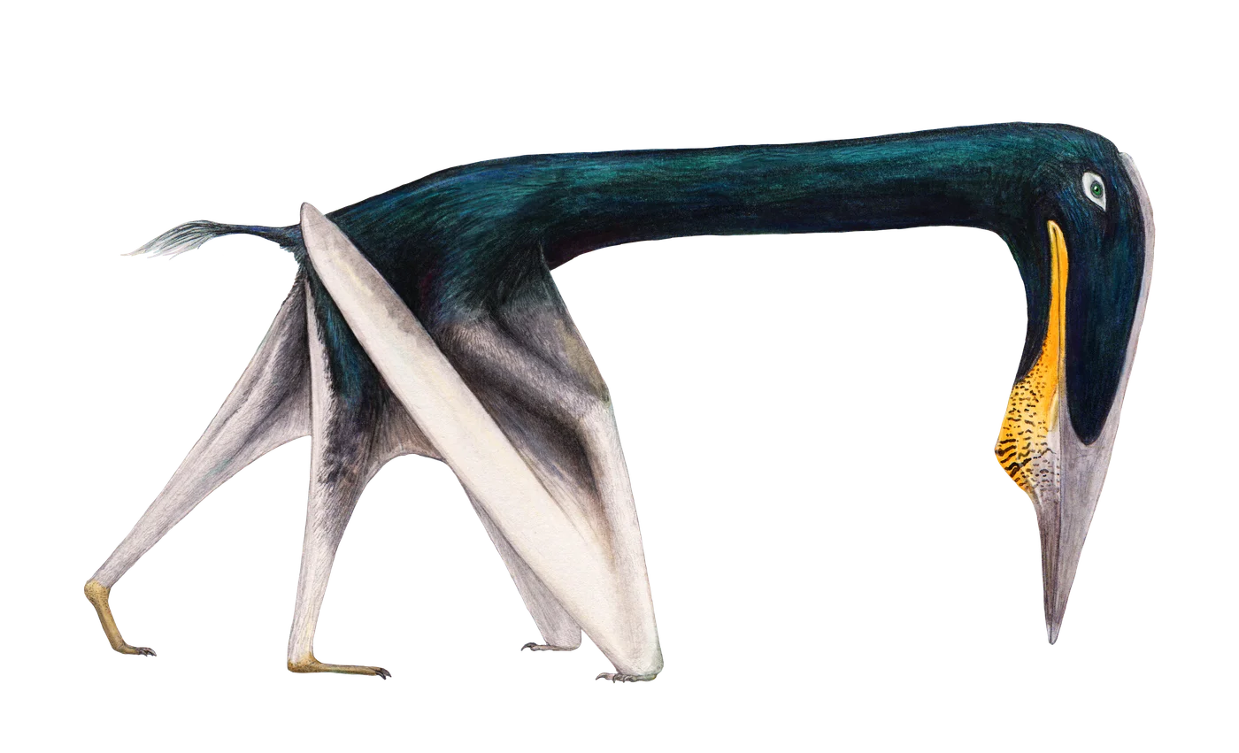 Argentinadraco