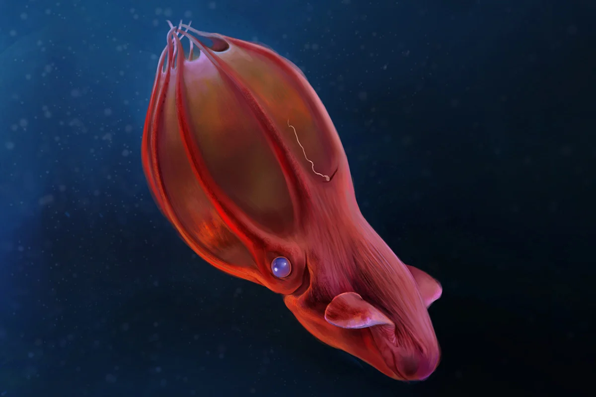 Vampyroteuthis infernalis / vampire squid