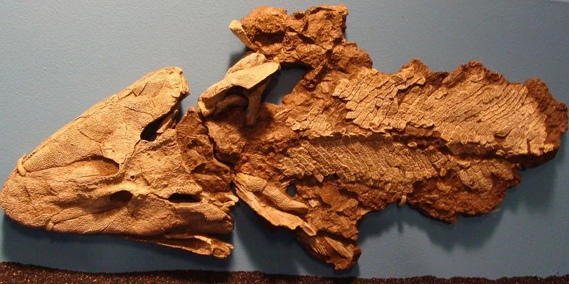 Tiktaalik fossils