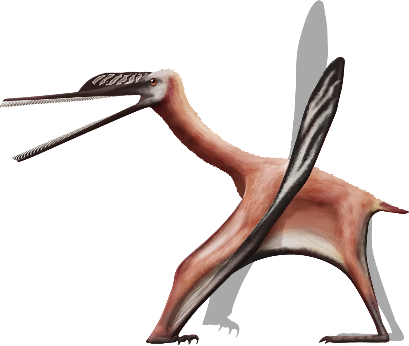 Ctenochasma