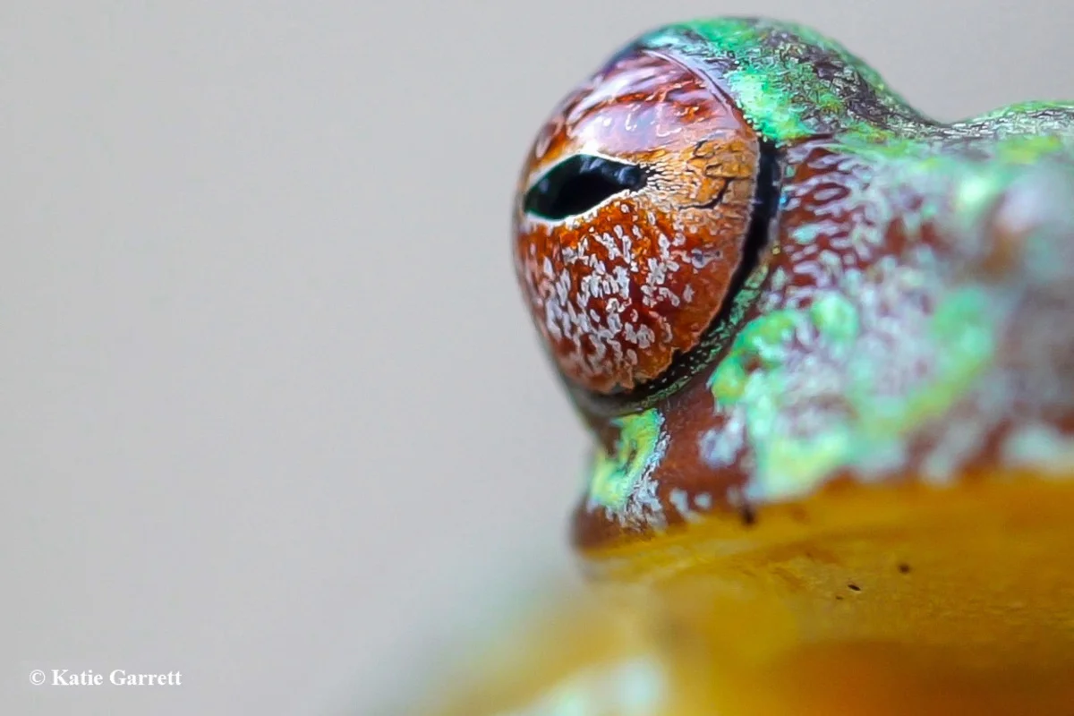 Duellmanohyla soralia