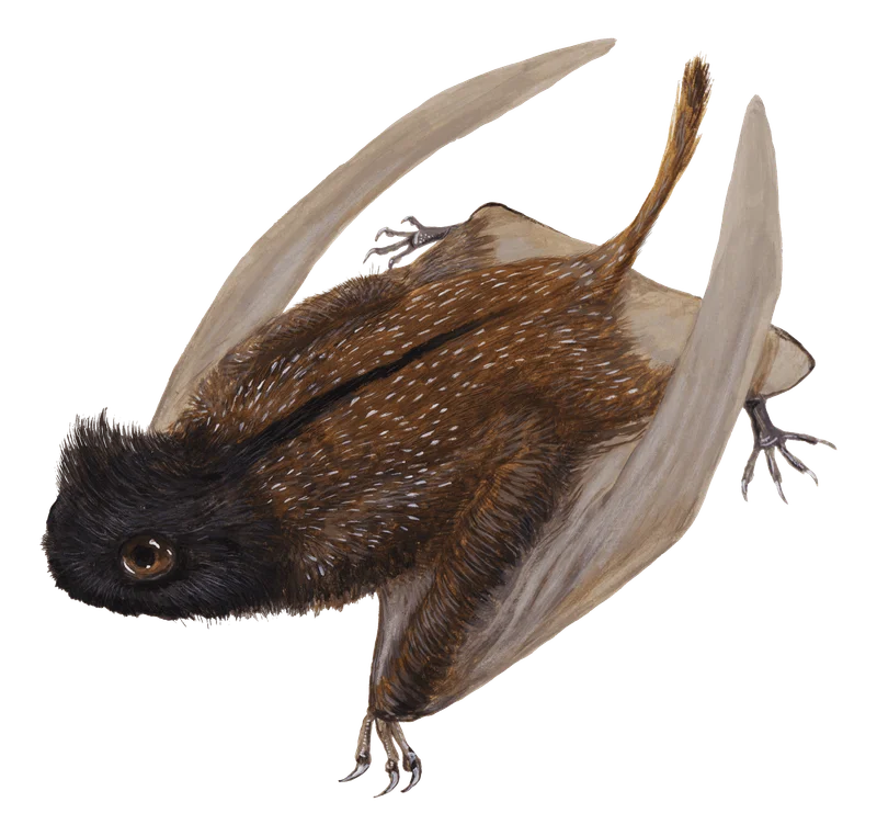 Illustration of Luopterus