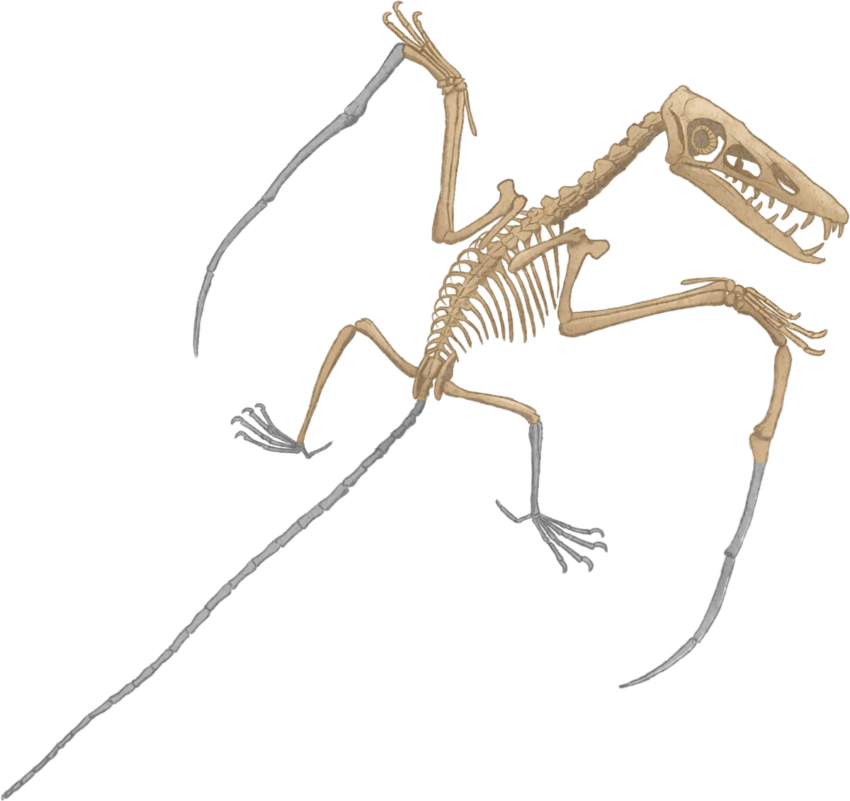 A reconstructed Scaphognathus skeleton