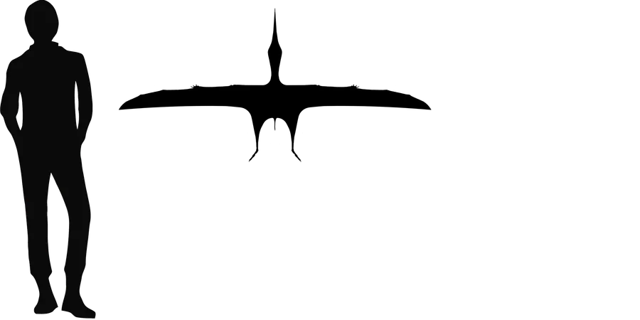 Chaoyangopterus wingspan comparison