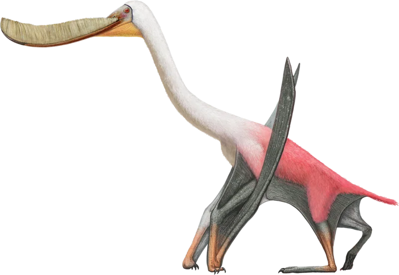 Pterodaustro