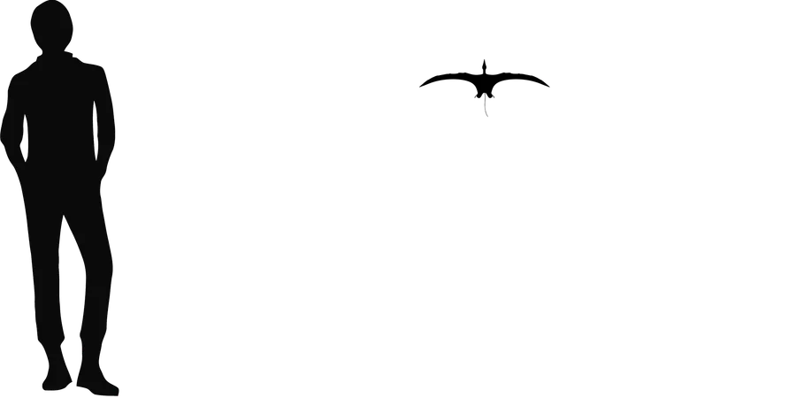 Peteinosaurus wingspan comparison