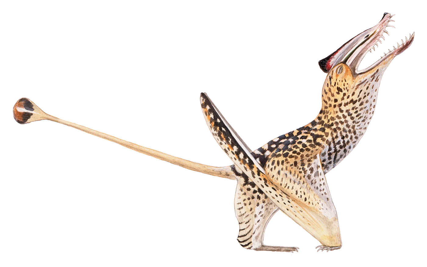 Sericipterus