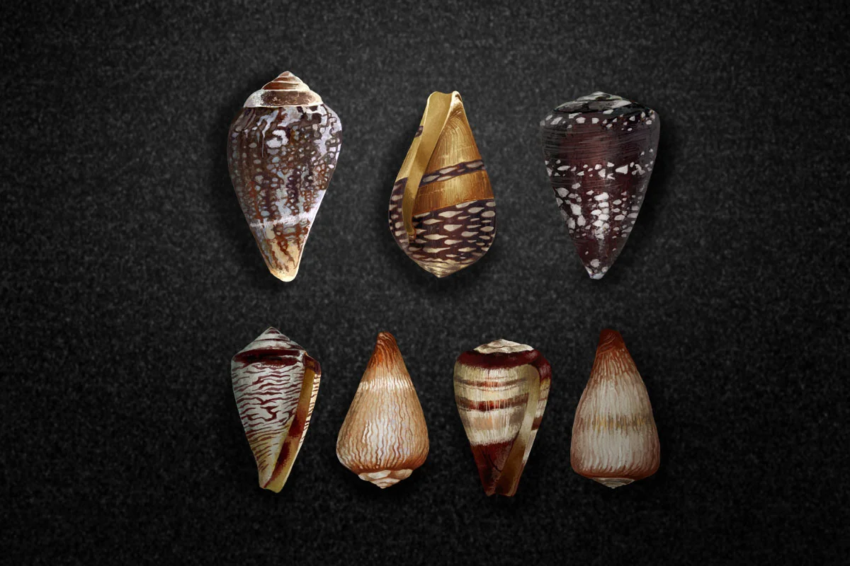 A collection of Conus shells