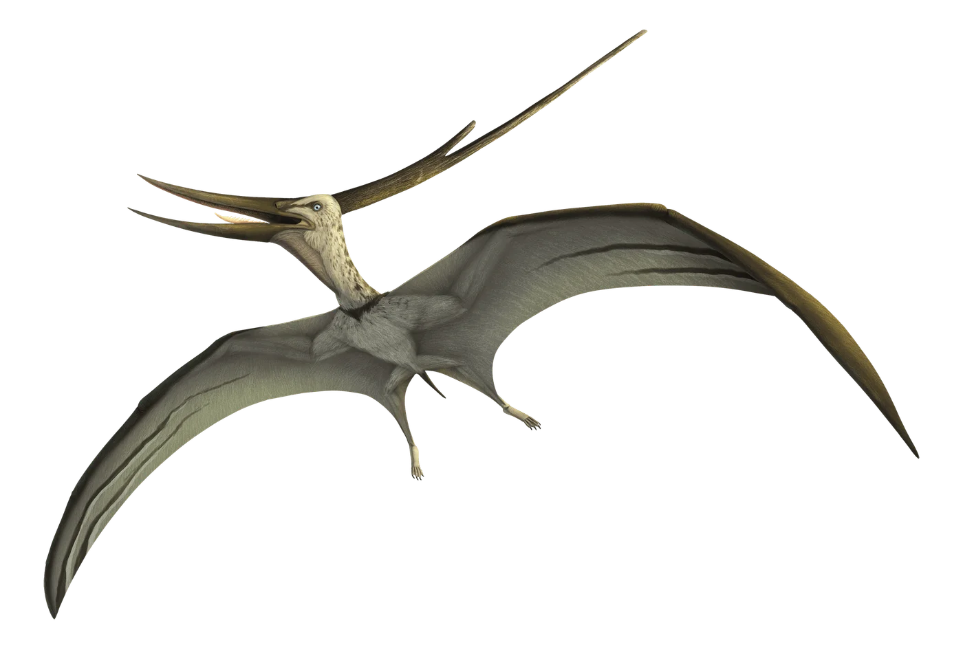 Barbaridactylus