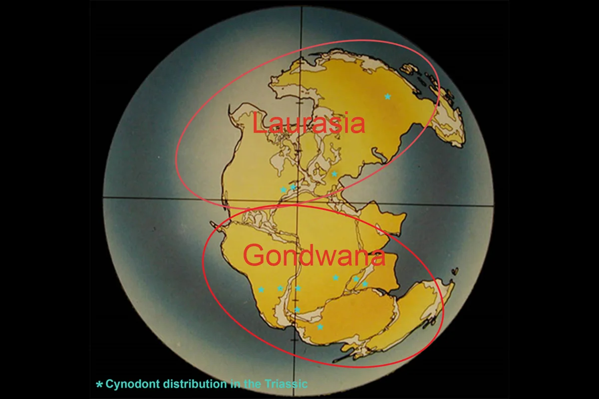 Distribution of cynodonts