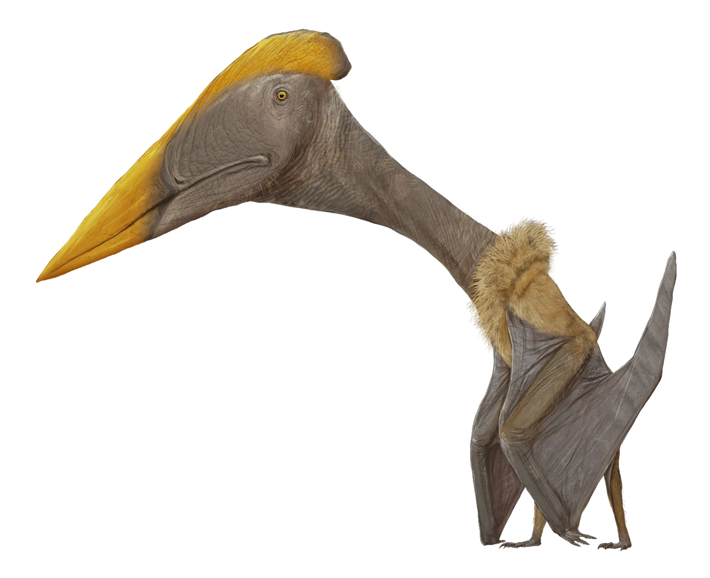 Volgadraco