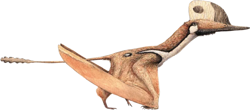 Darwinopterus