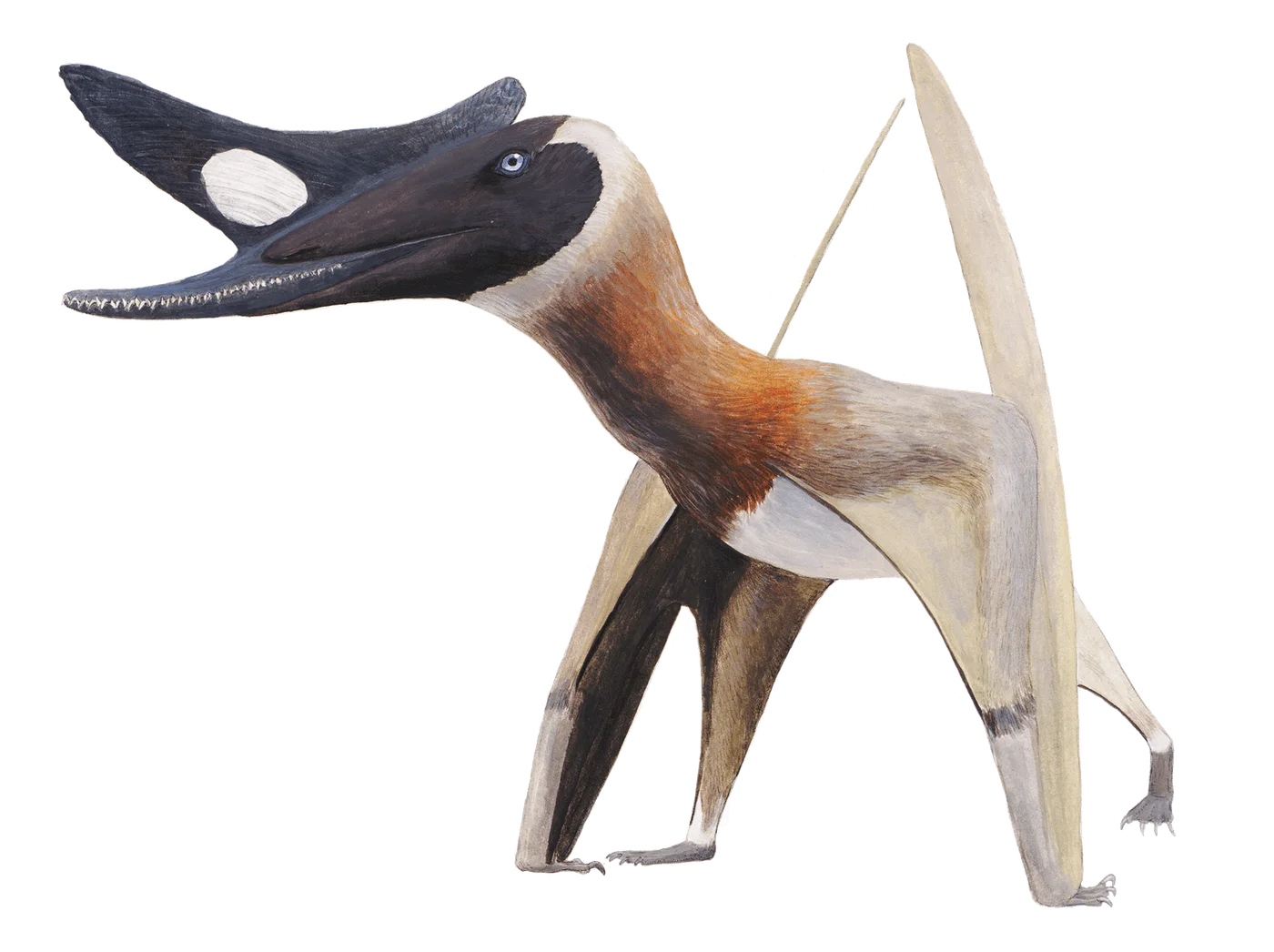 Normannognathus