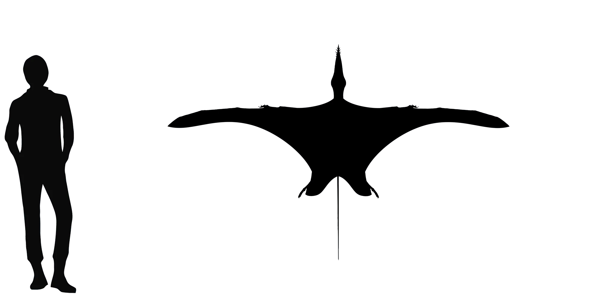 Harpactognathus wingspan comparison