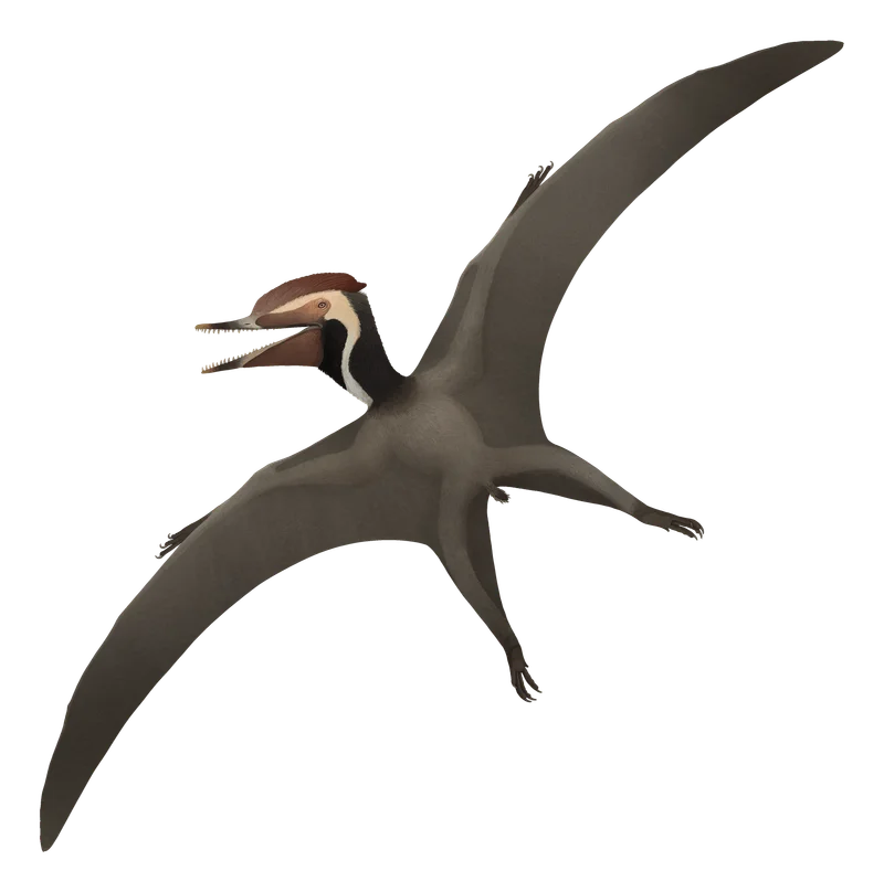 Herbstosaurus