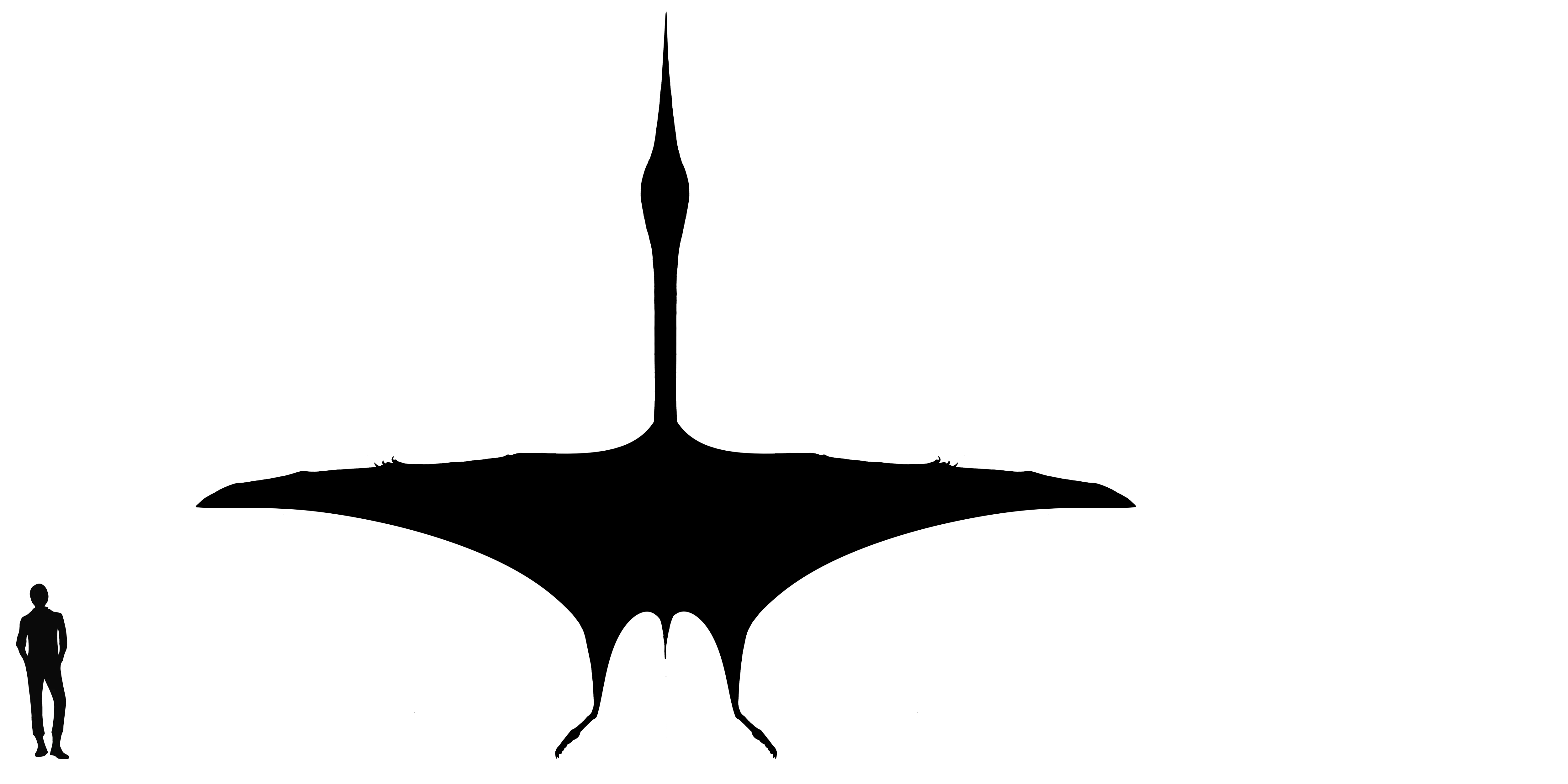 Quetzalcoatlus wingspan comparison