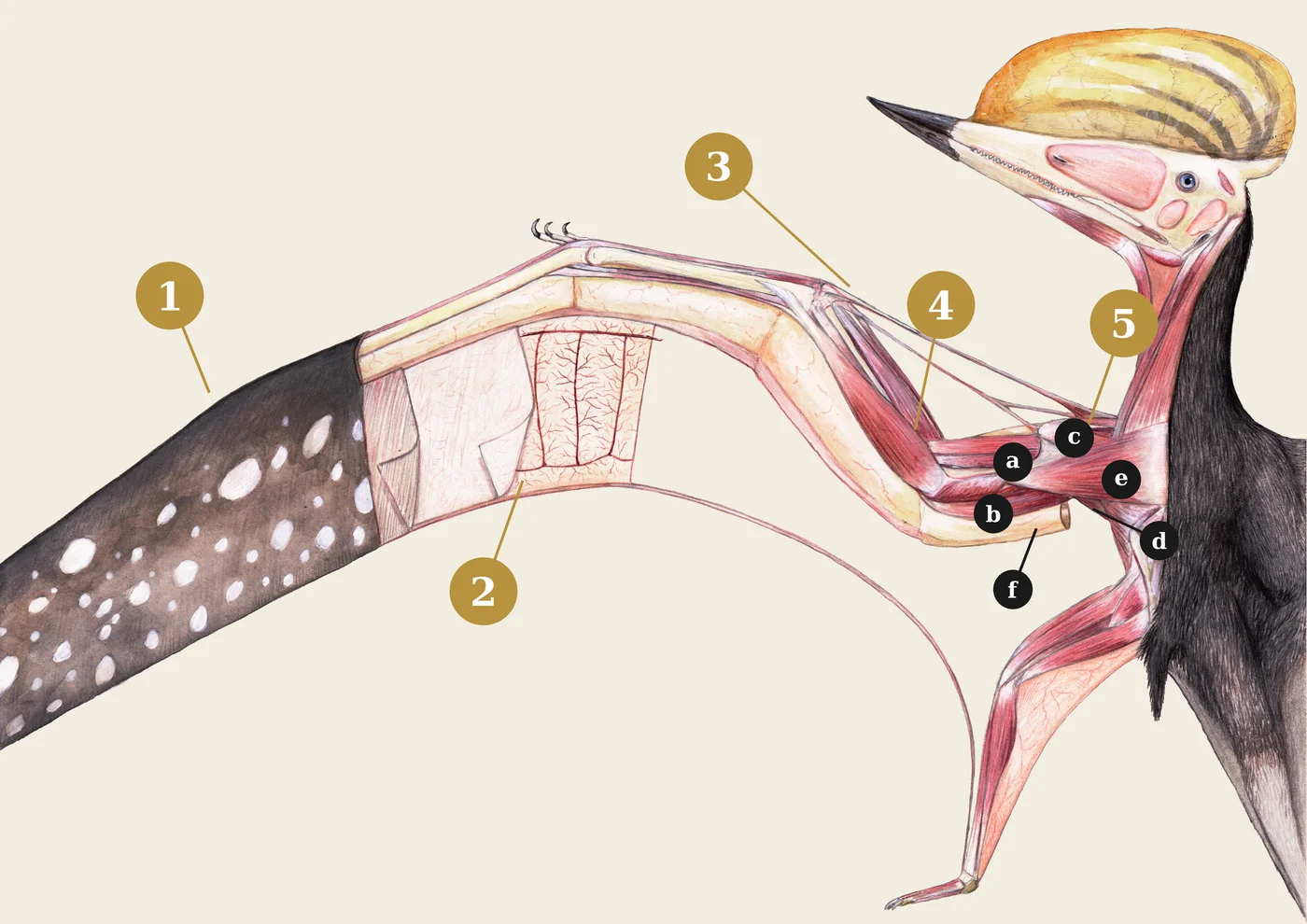 Pterosaur dissection