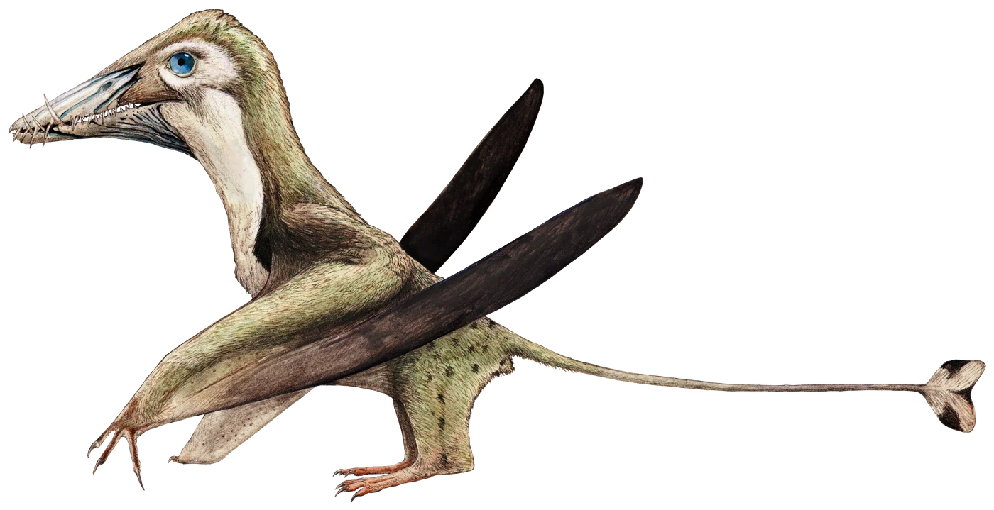 Dorygnathus