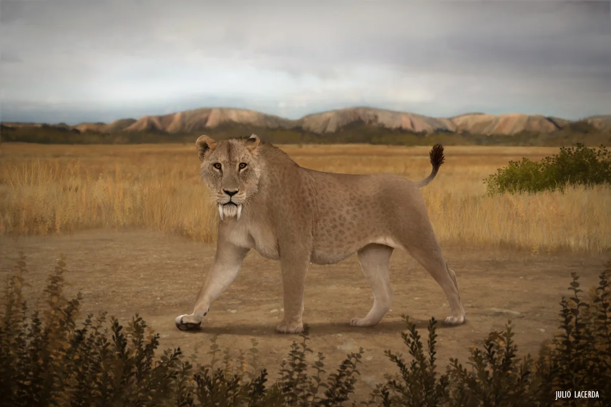 Sabertooth cat