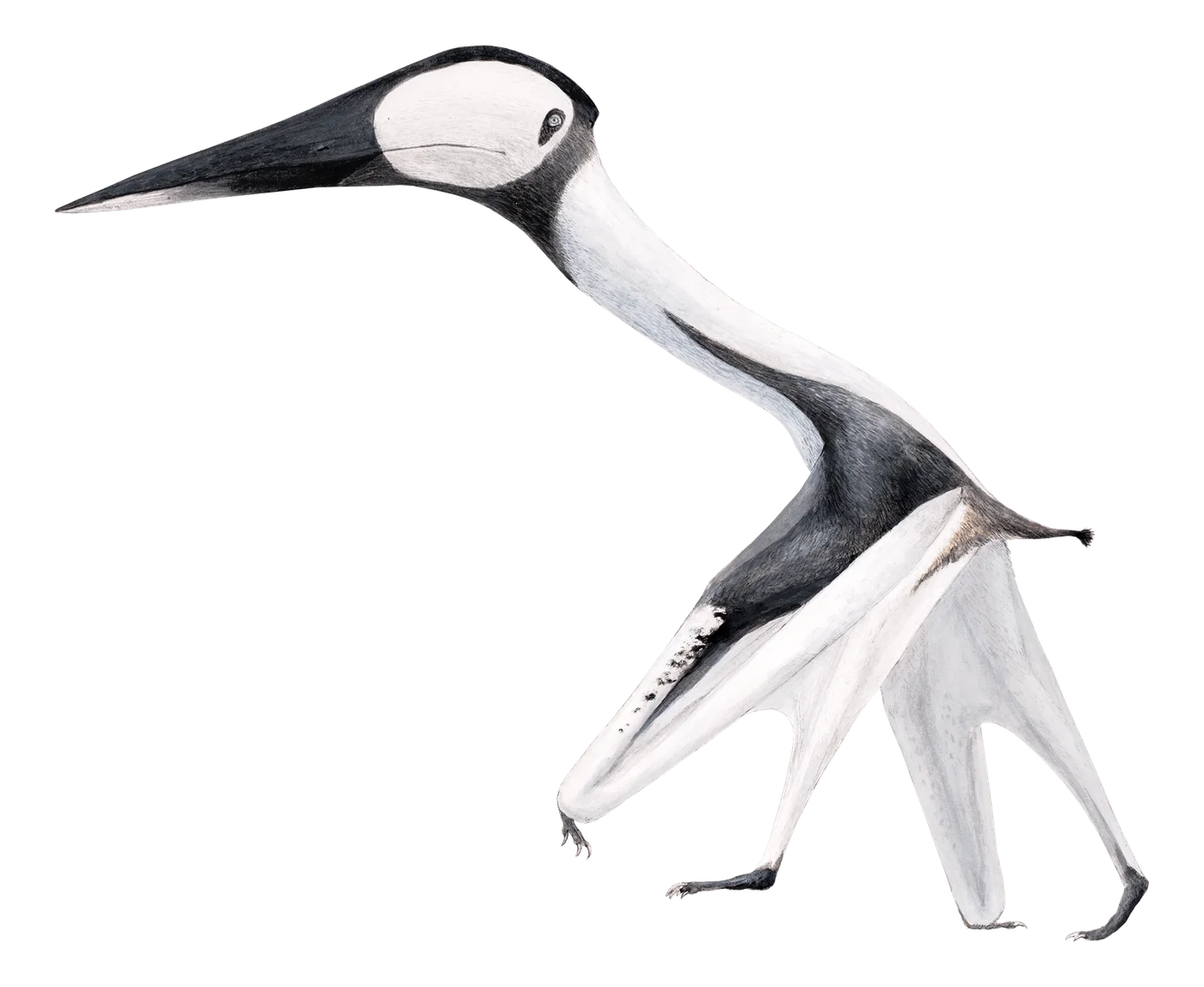 Phosphatodraco