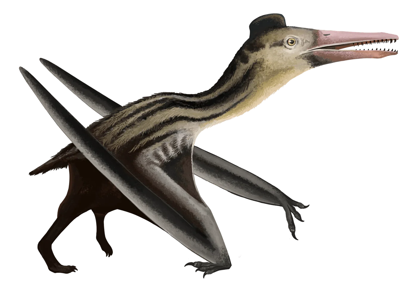 Ningchengopterus