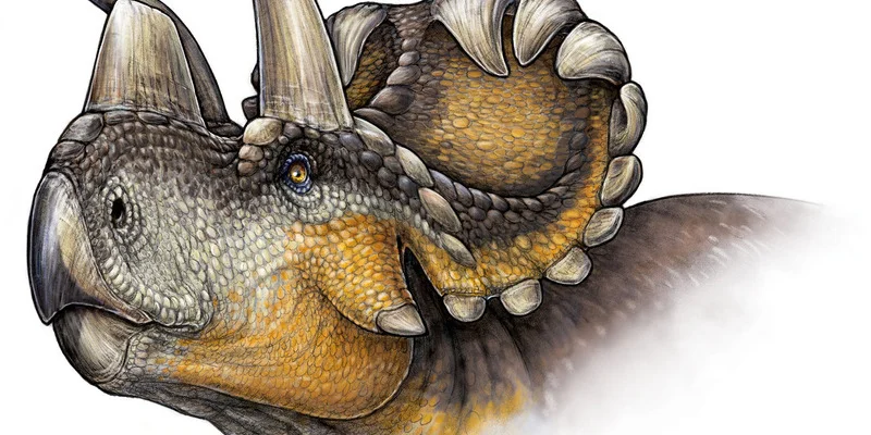 Wendiceratops pinhornensis