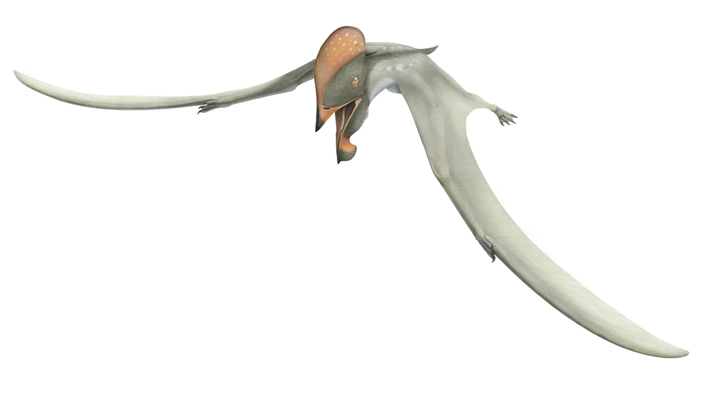 Europejara