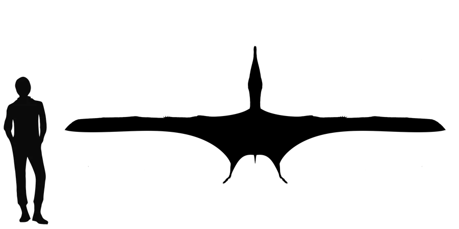 Aetodactylus wingspan comparison