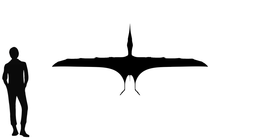 Dsungaripterus wingspan comparison