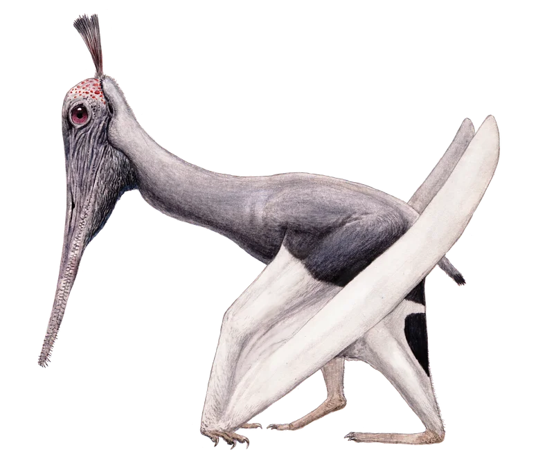 Liaodactylus