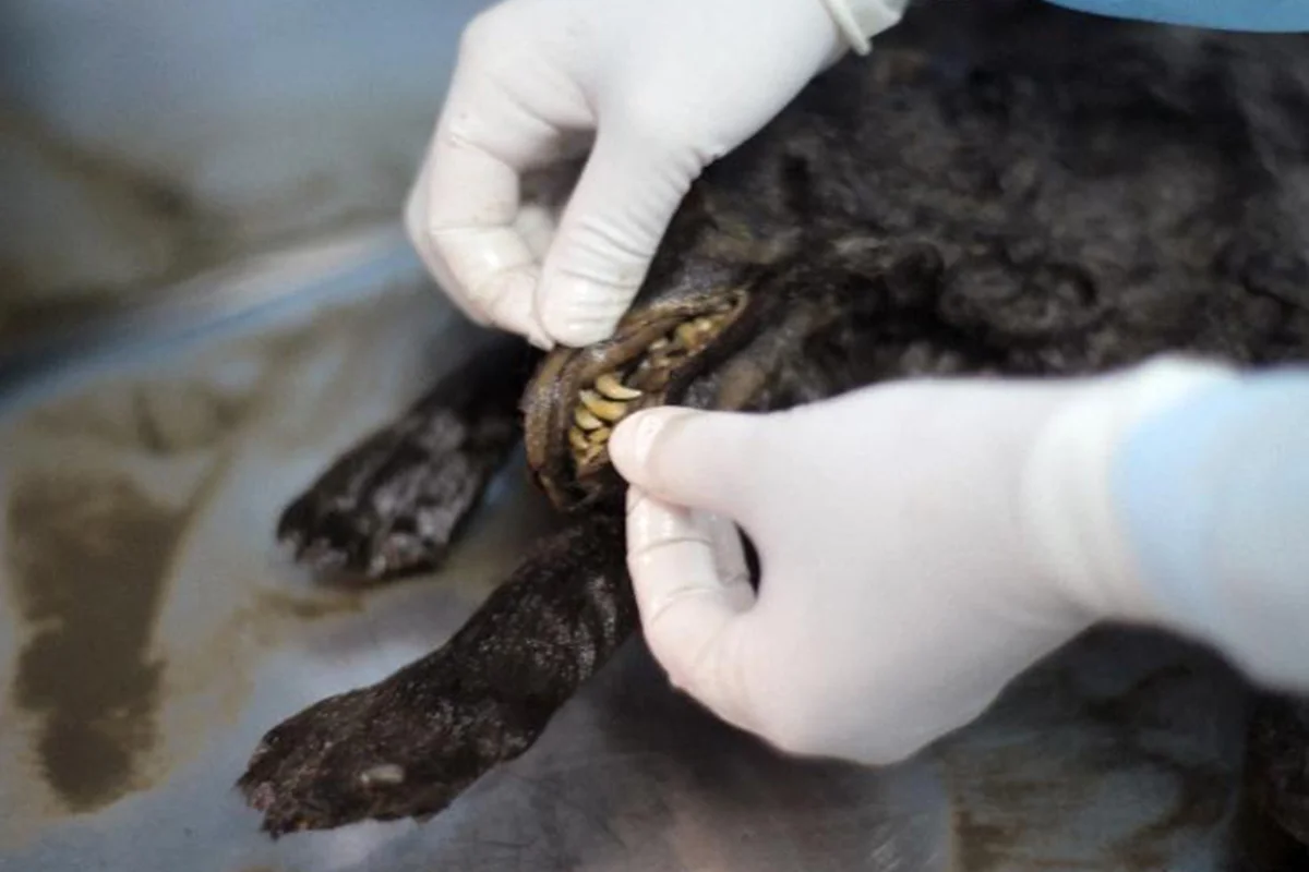 Examining the frozen puppies