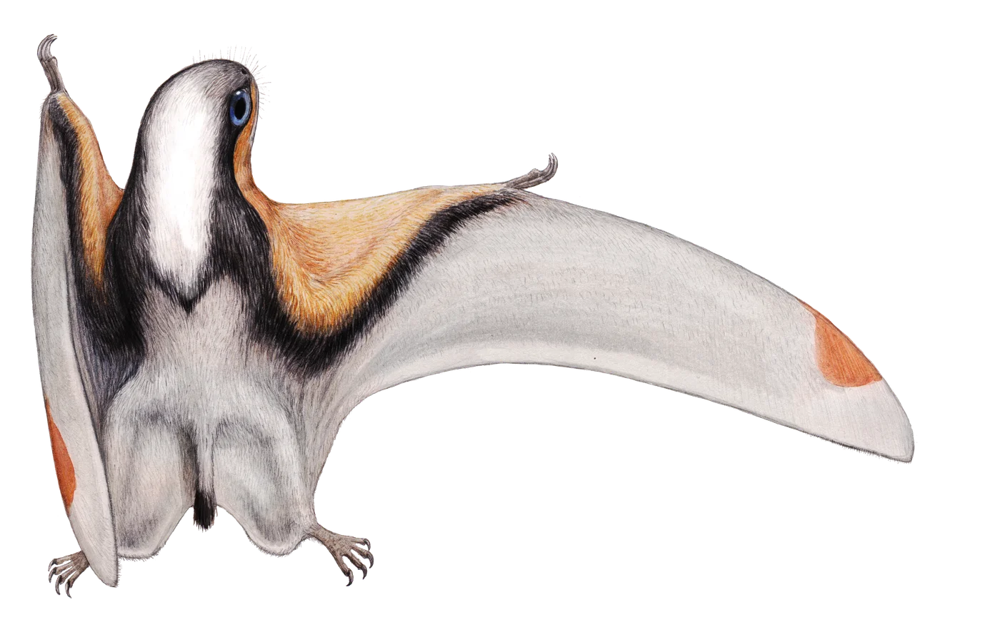 Dendrorhynchoides