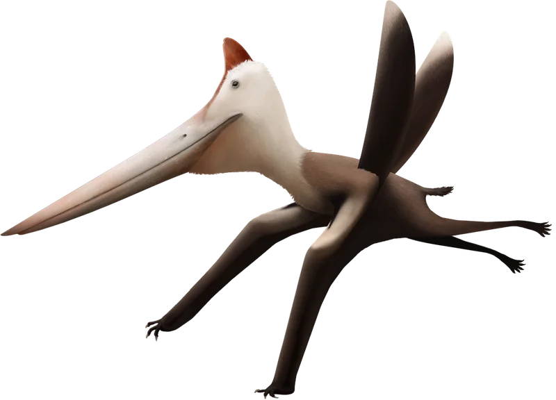 Dawndraco