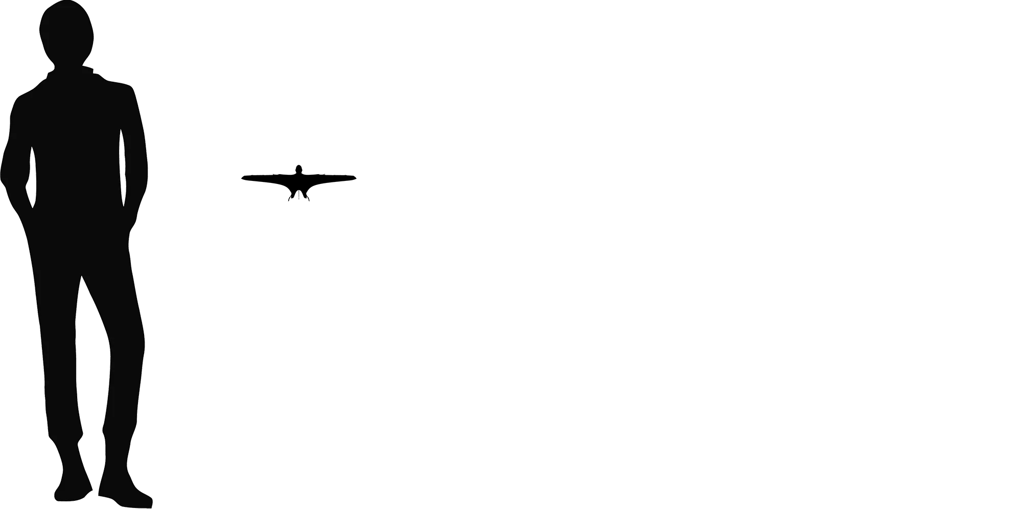 Dendrorhynchoides wingspan comparison