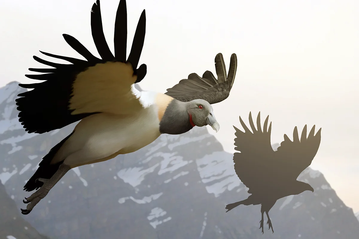 Argentavis versus eagle