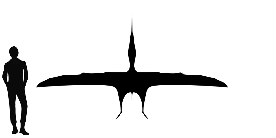 Alanqa wingspan comparison