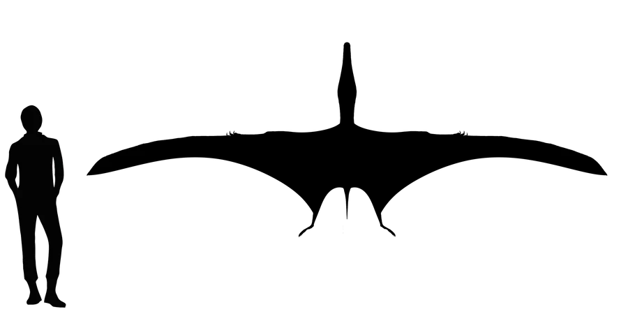 Istiodactylus wingspan comparison