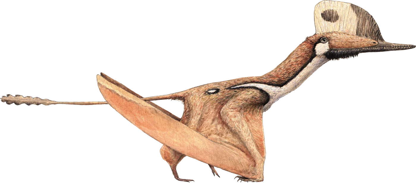 Darwinopterus