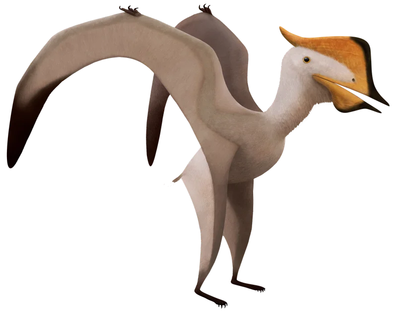 Sinopterus