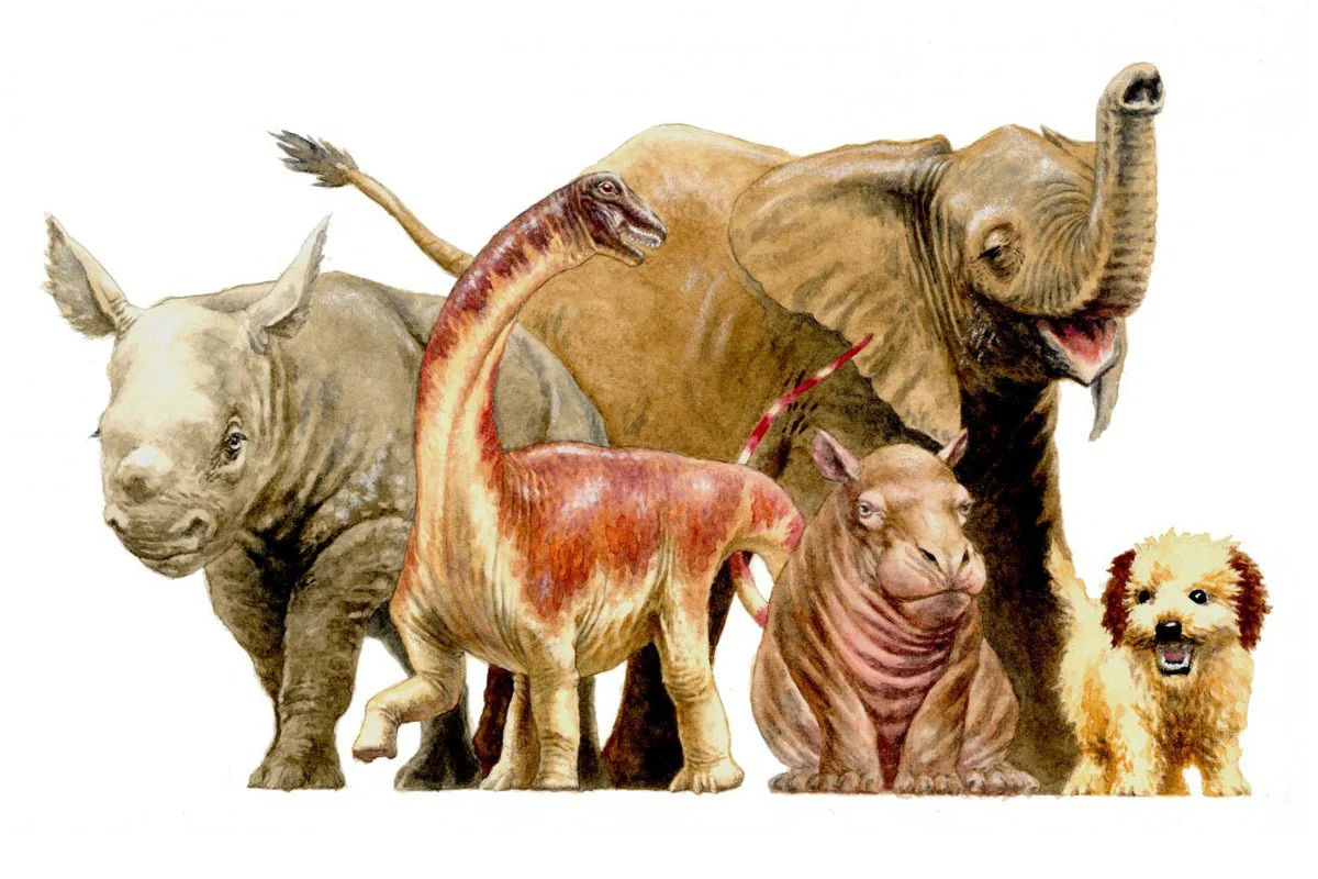 Raspetosaurus krausei